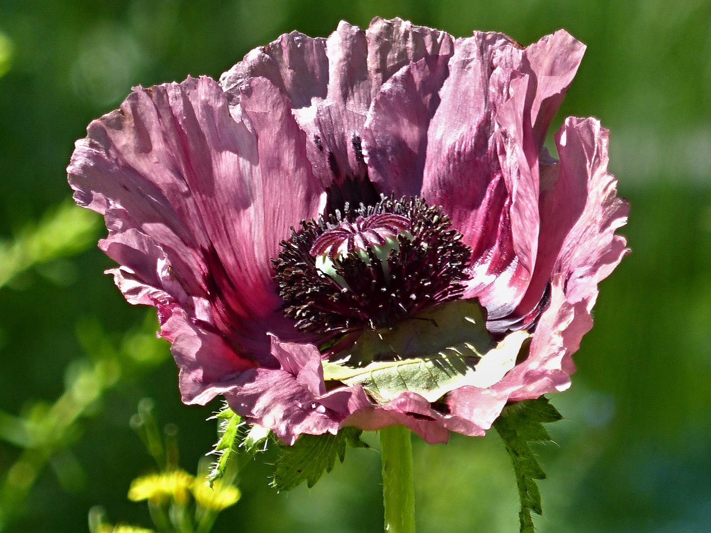 riesige Mohnblüte