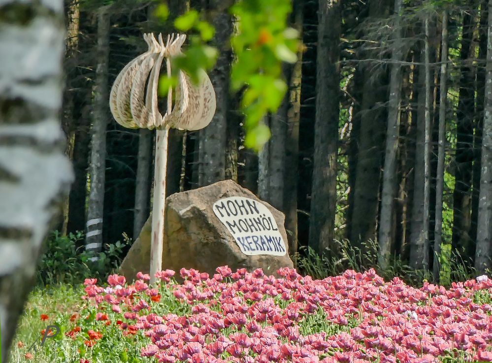 Riesige Mohnfelder in Armschlag,