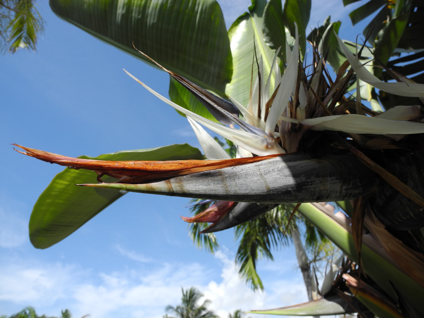 Riesige Paradiesvogelblume