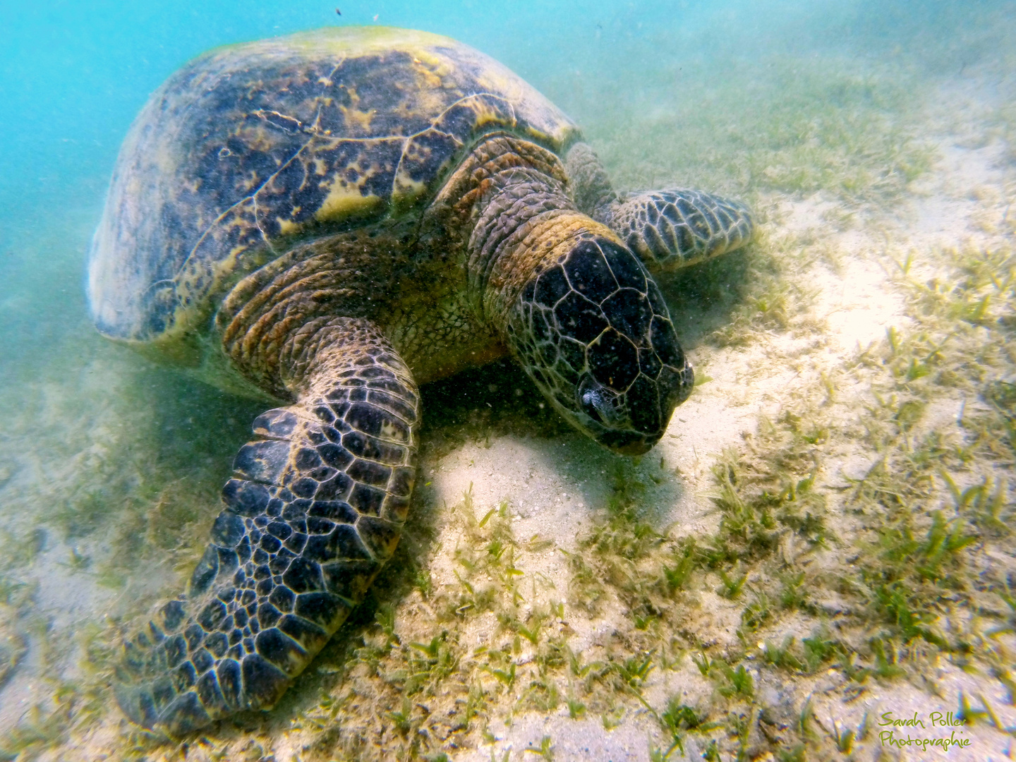 Riesige Schildkröte