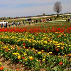 Riesige Tulpenfelder bei Grevenbroich