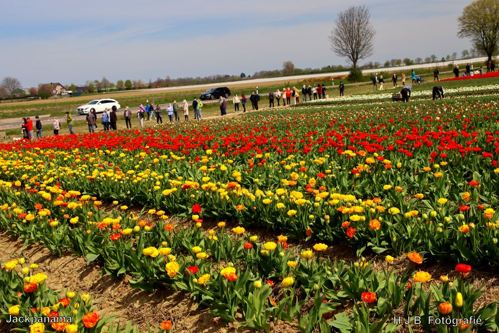 Riesige Tulpenfelder bei Grevenbroich