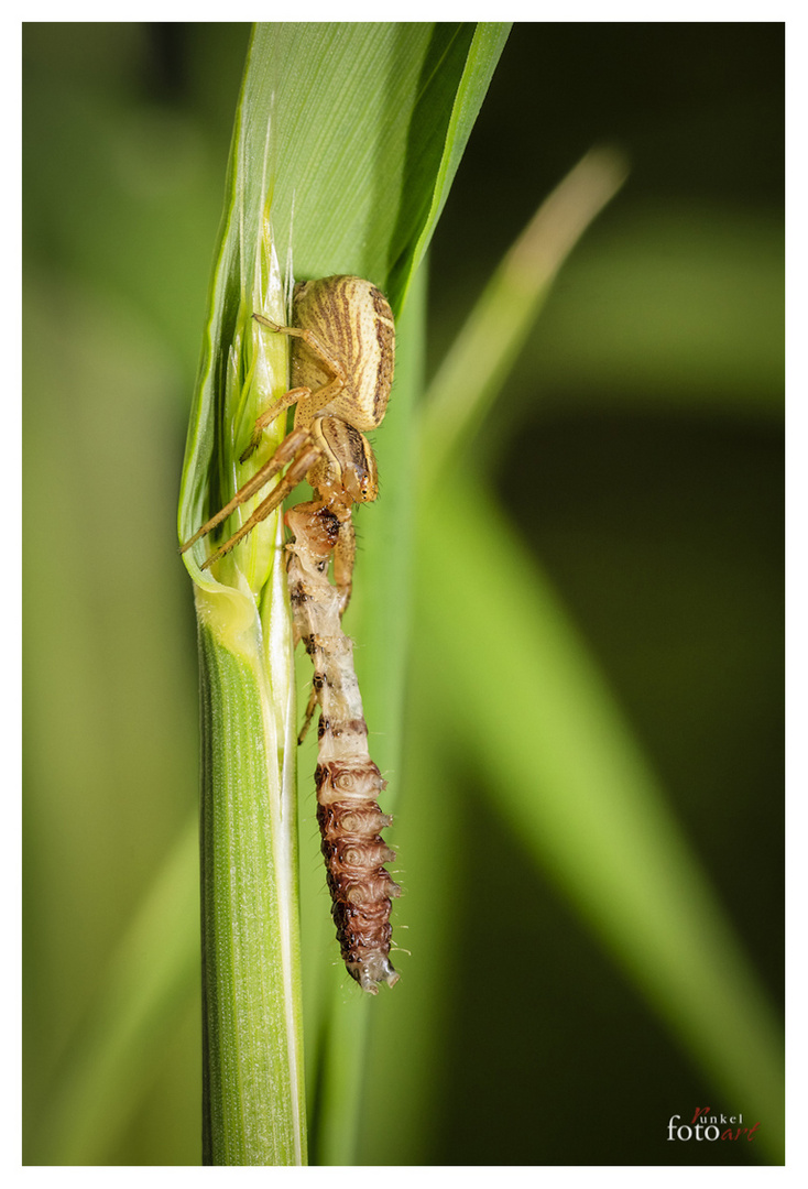 Riesigen Hunger