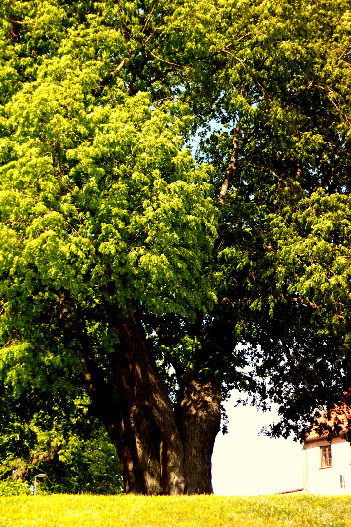 riesiger Baum