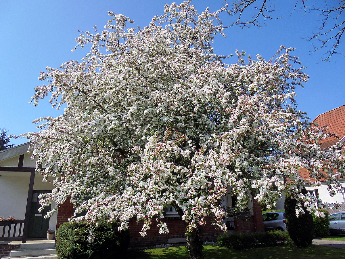 riesiger Baum in vollblüte.