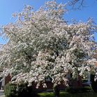 riesiger Baum in vollblüte.