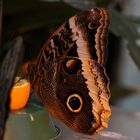 Riesiger exotischer Tagfalter nascht an der Apfelsine