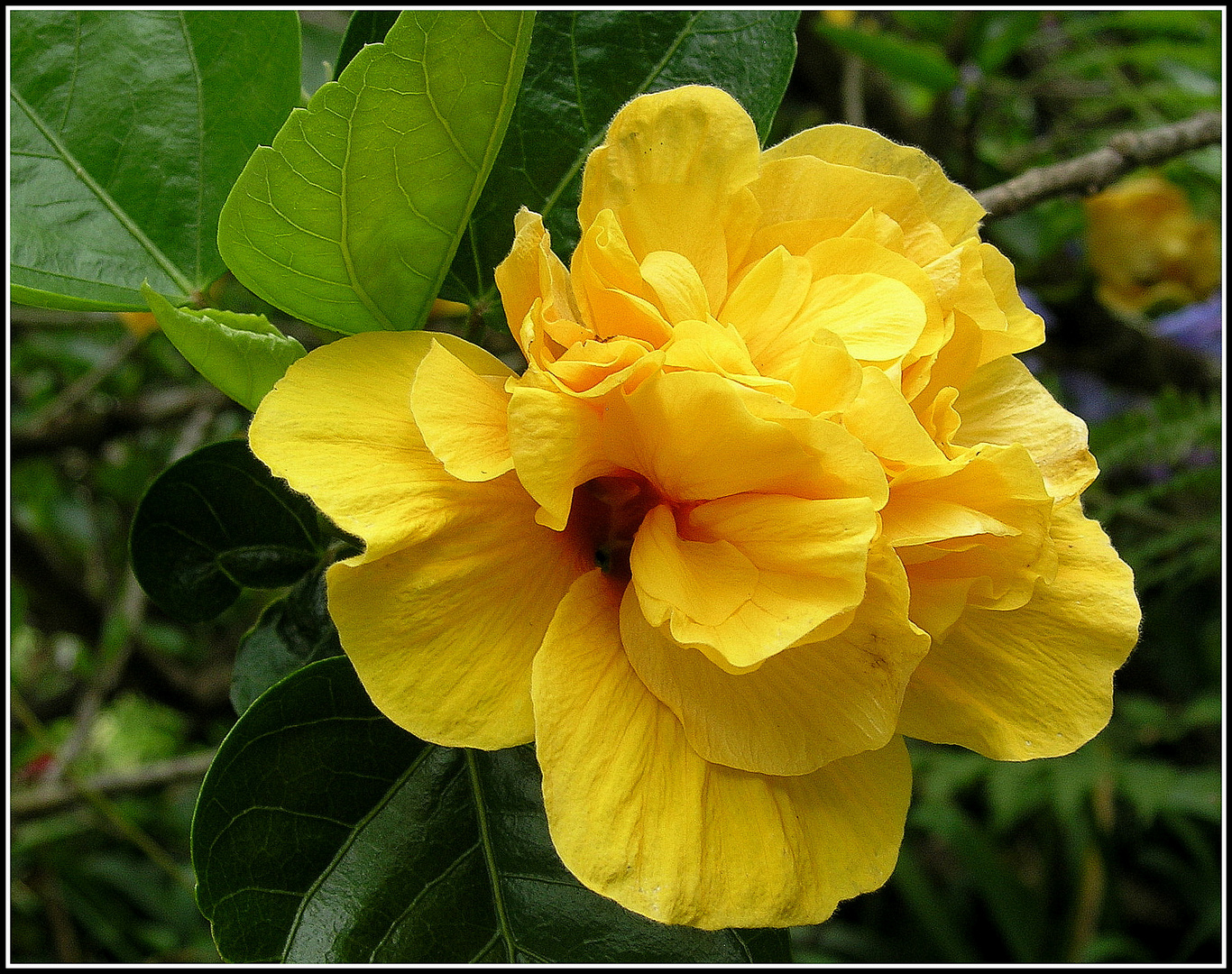 Riesiger gefüllter gelber Hibiskus