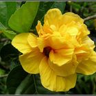 Riesiger gefüllter gelber Hibiskus