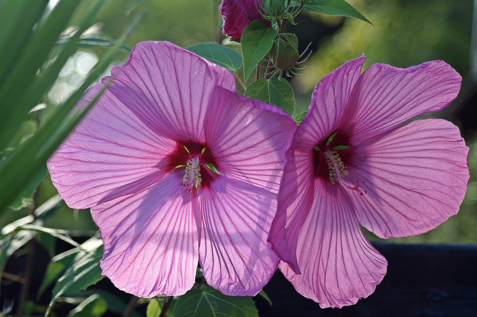 Riesiger Hibiskus