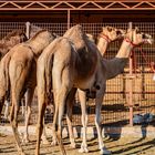 Riesiger Kamelmarkt in Al Ain
