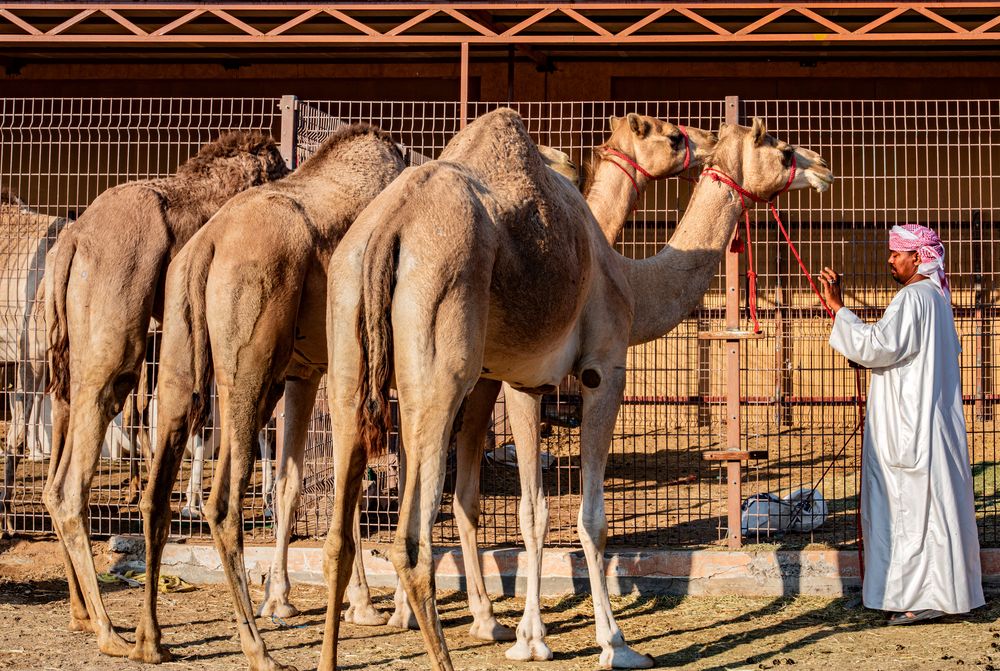 Riesiger Kamelmarkt in Al Ain