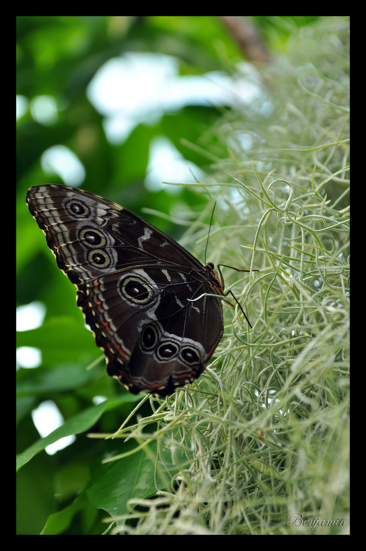 Riesiger Schmetterling im Manatihaus des Nürnberger Tiergartens