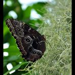 Riesiger Schmetterling im Manatihaus des Nürnberger Tiergartens