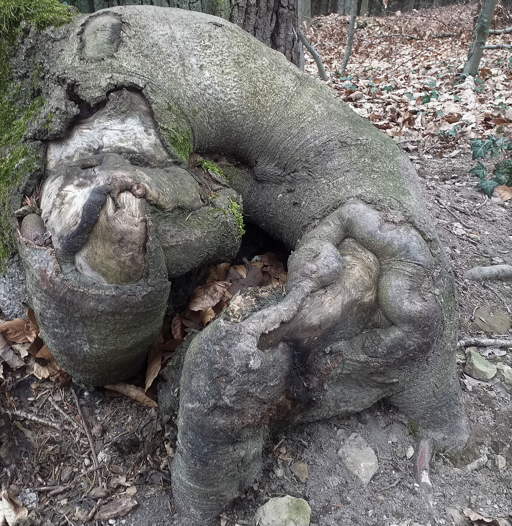 Riesiger Waldmops im Stadtwald Neckarsulm 