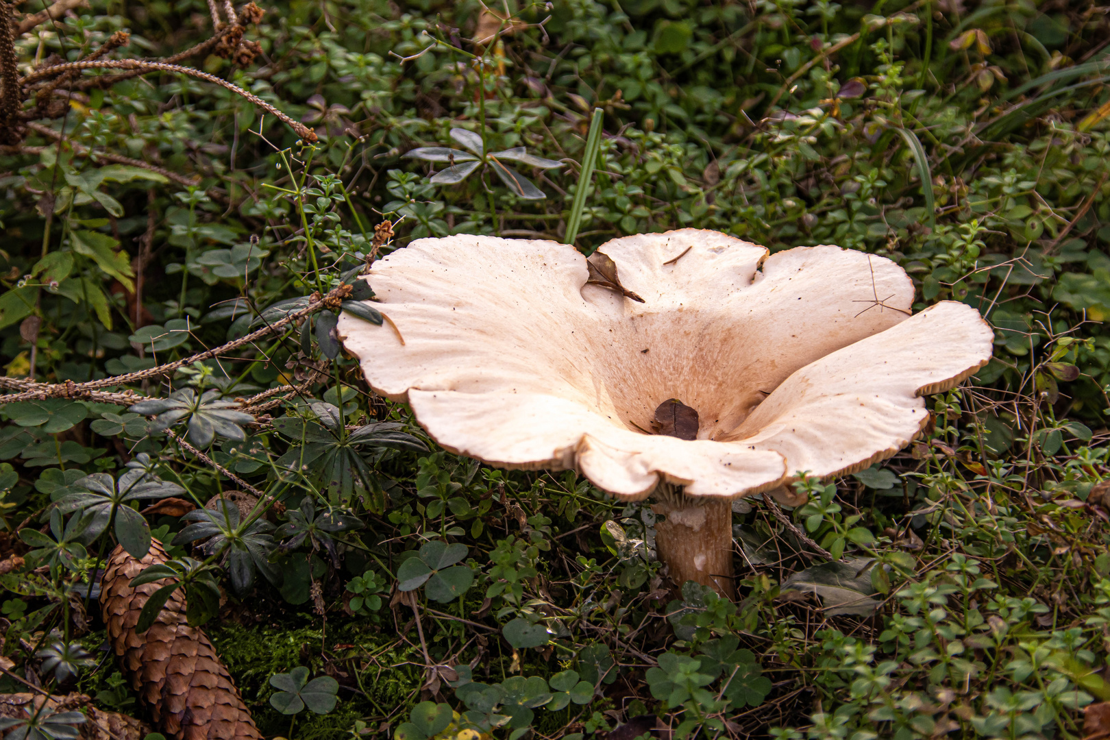 Riesiger weisser Pilz