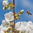 Riesiges Angebot für Honigbienen & Co. . . .