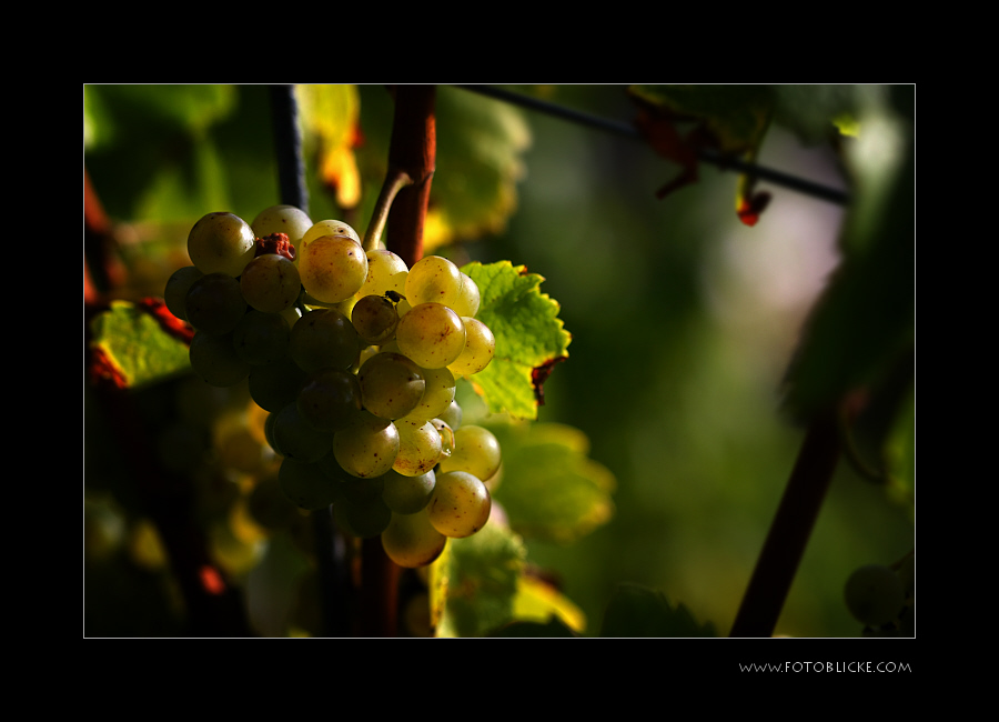 Riesling 2013