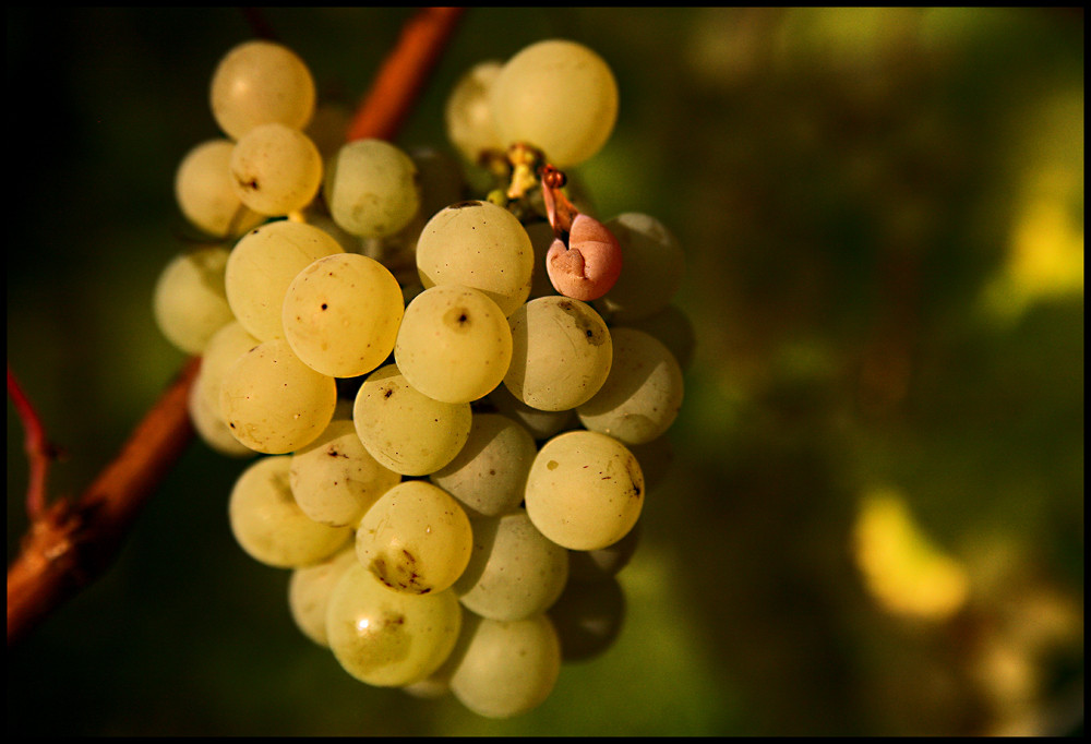 Riesling grand cru