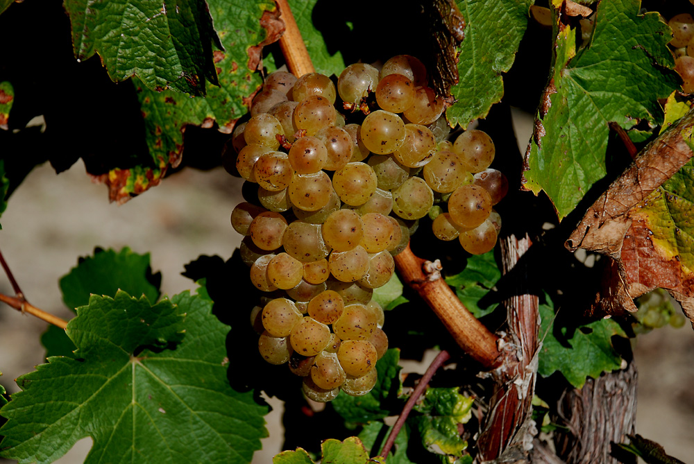 Riesling Herbst II