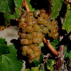 Riesling Herbst II