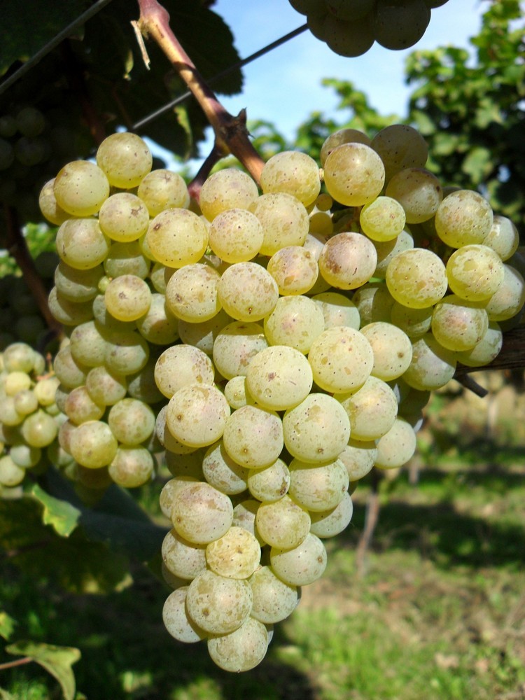 Riesling (Klingelberger) , der König der Weißweine