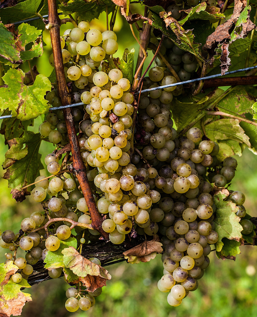 Riesling kurz vor der Lese