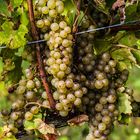 Riesling kurz vor der Lese