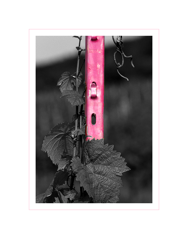 Riesling ... "Pink"