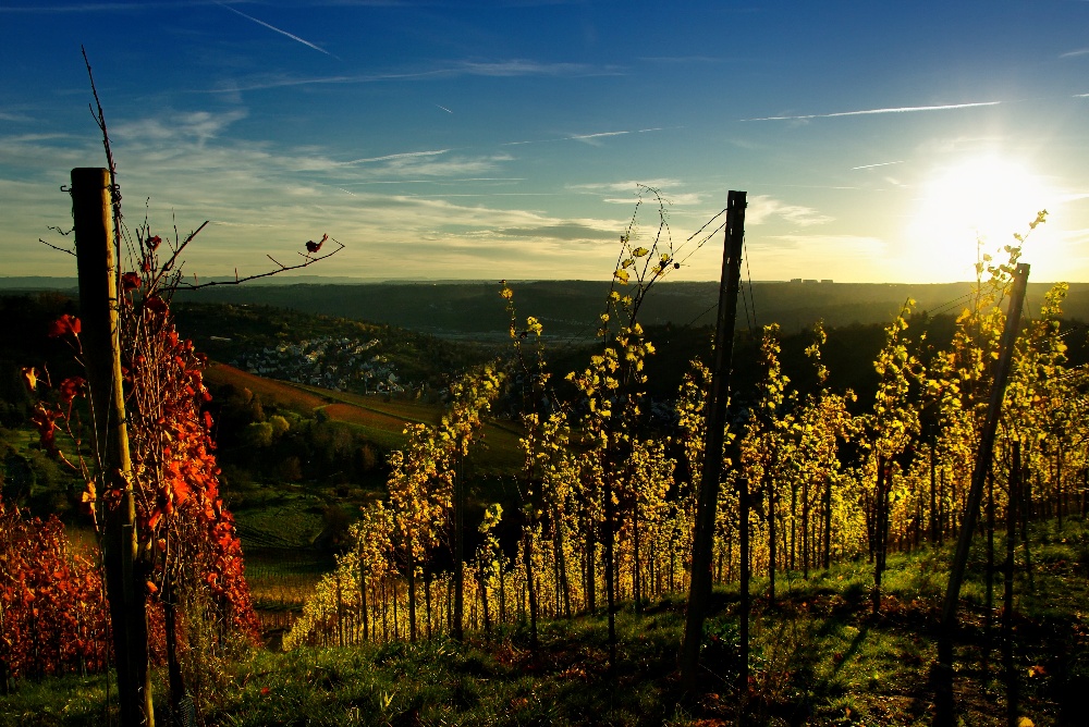 Riesling und Trollinger nach der Weinlese