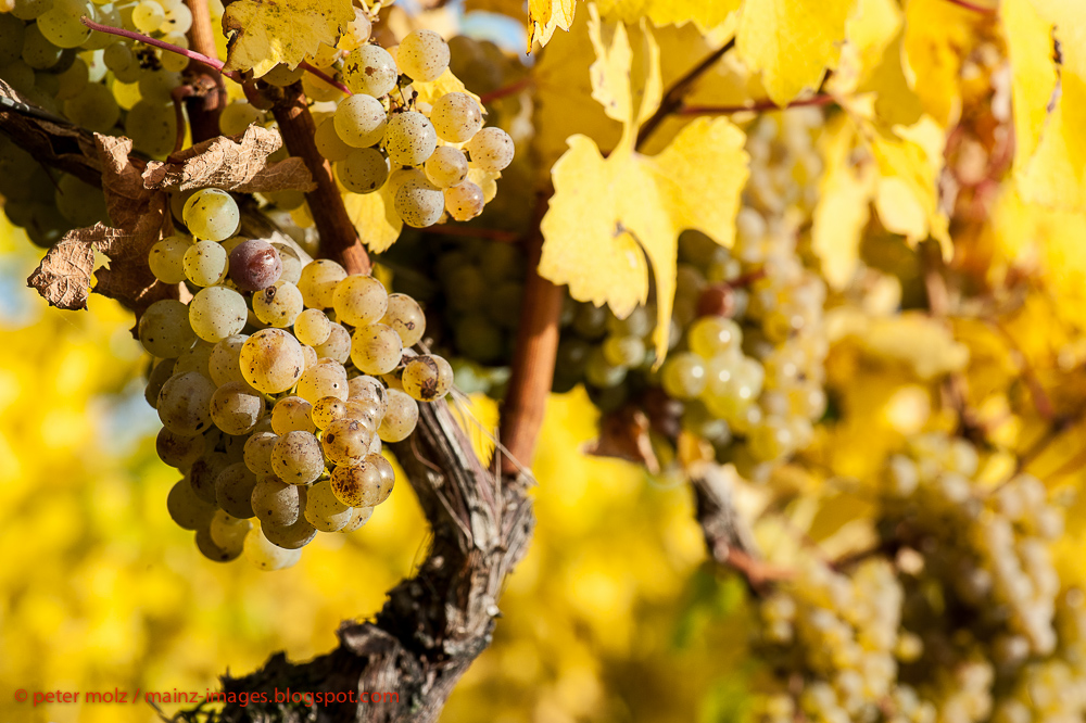 Rieslingreben bei Schloß Vollrads