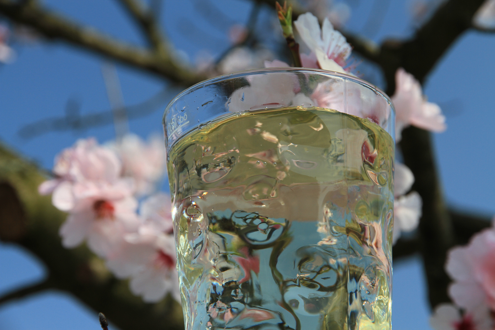 Rieslingschorle im Dubbeglas zur Mandelblüte in Gimmeldingen