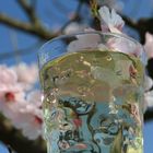 Rieslingschorle im Dubbeglas zur Mandelblüte in Gimmeldingen