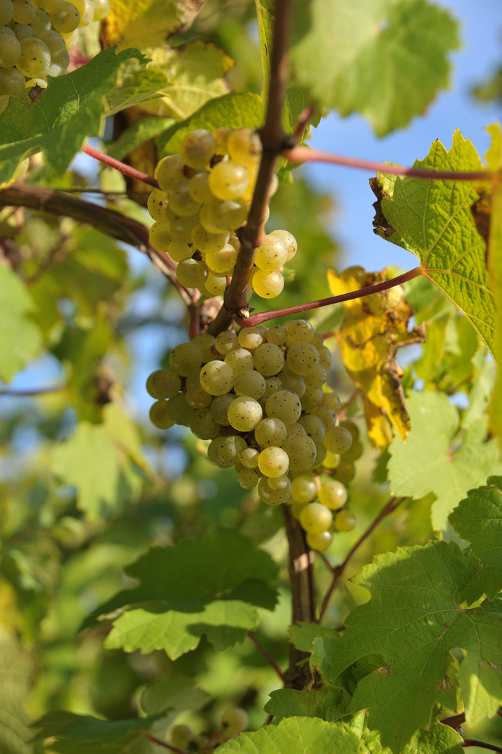 Rieslingtraube