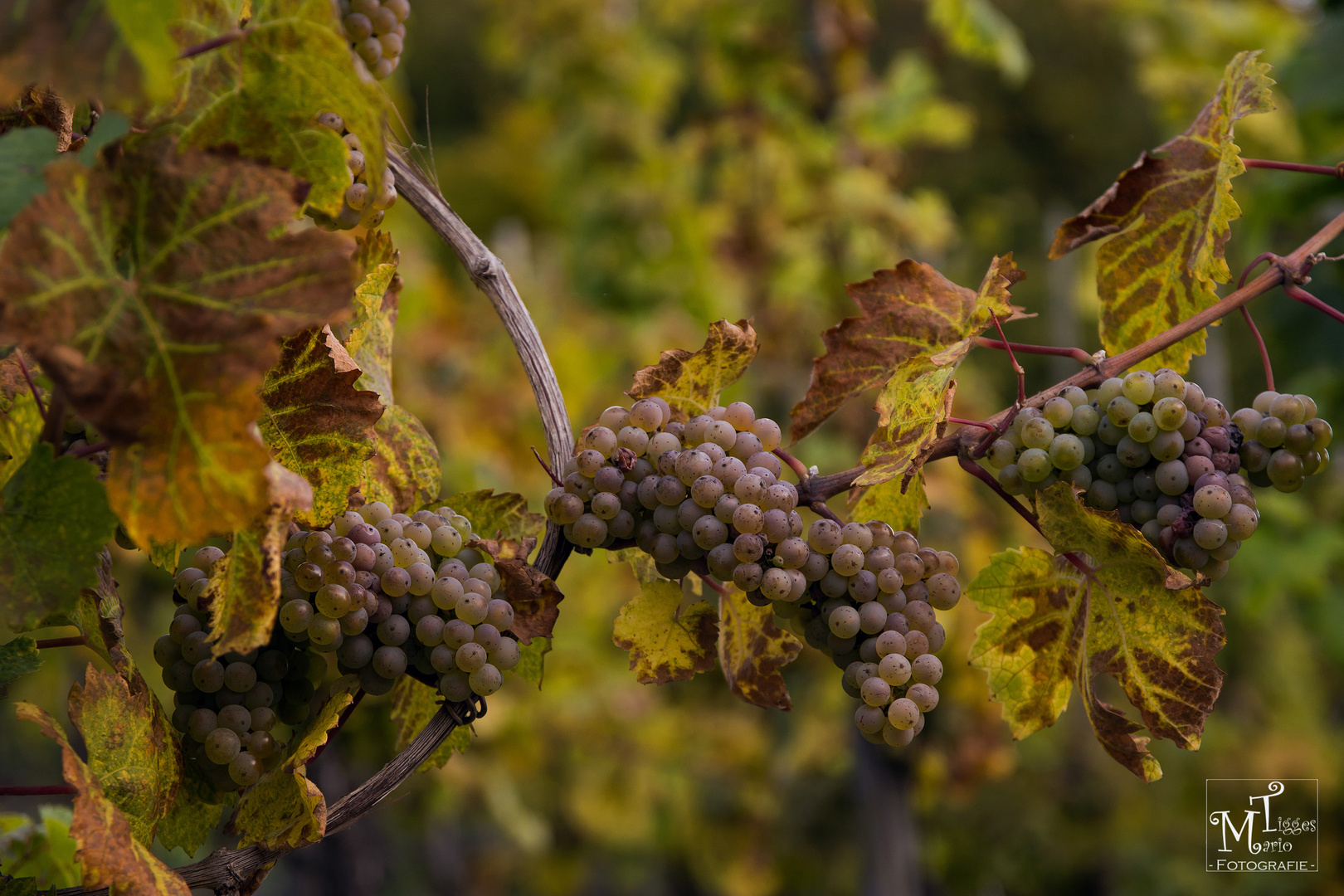 Rieslingtrauben