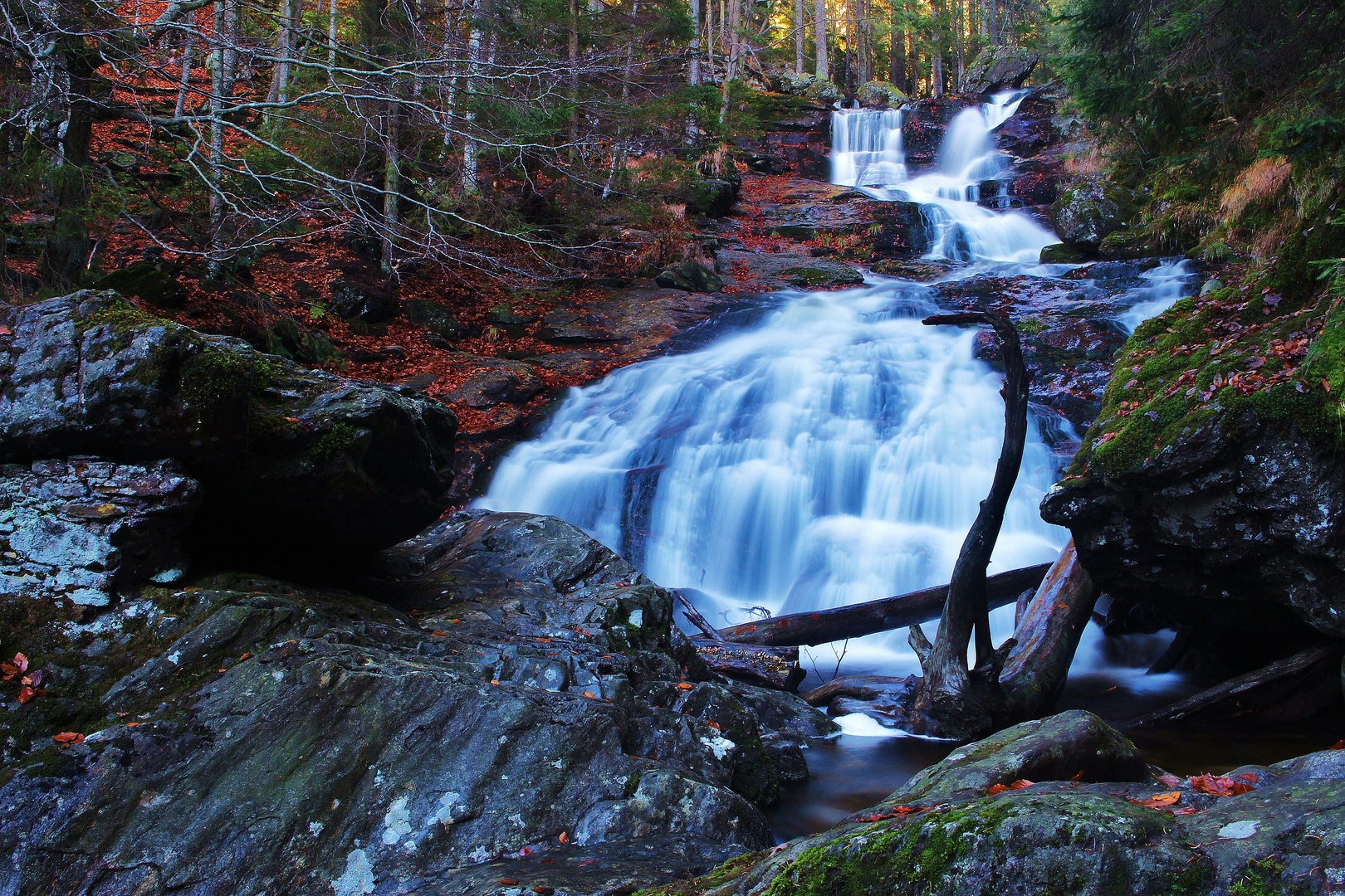 Rieslochfälle