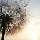 Rießenpusteblume trifft Sonnenuntergang