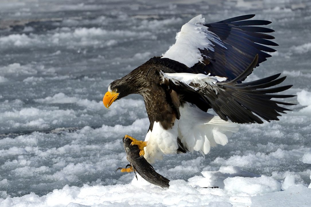 Rießenseeadler