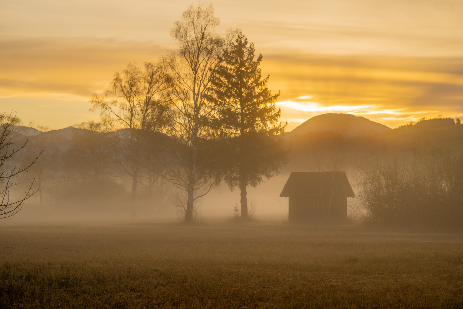 Riet mit Nebel