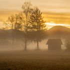 Riet mit Nebel