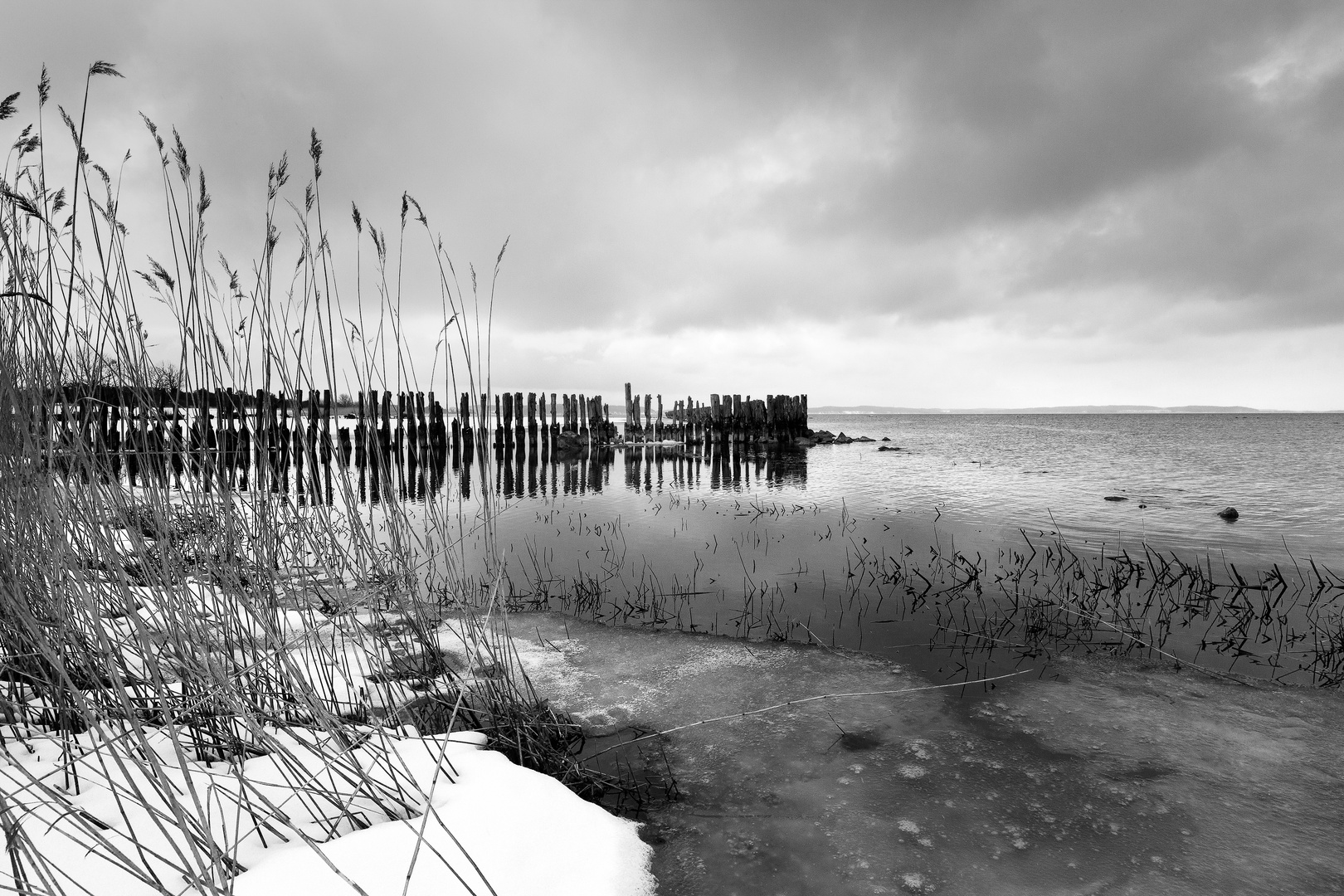 Riet und verwitterte Buhnen