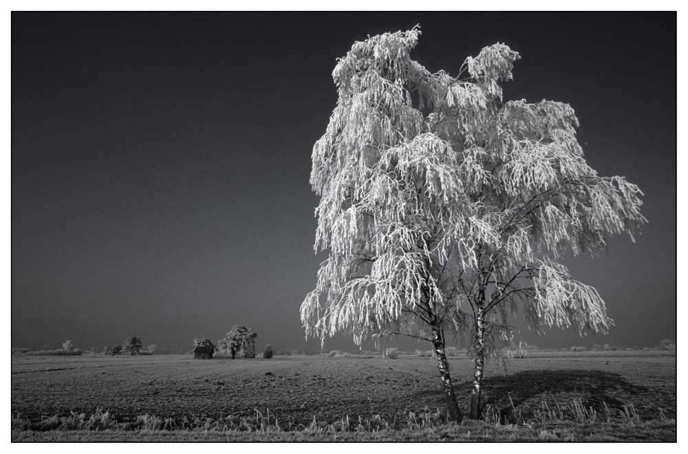 Rietlandschaft