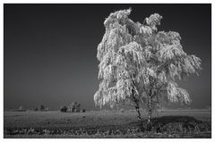 Rietlandschaft