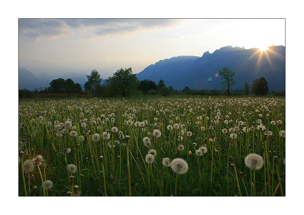 Rietlandschaft am Abend