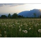 Rietlandschaft am Abend