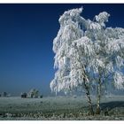 Rietlandschaft in Farbe