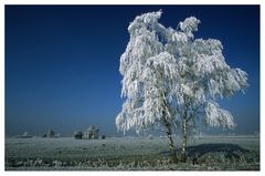 Rietlandschaft in Farbe