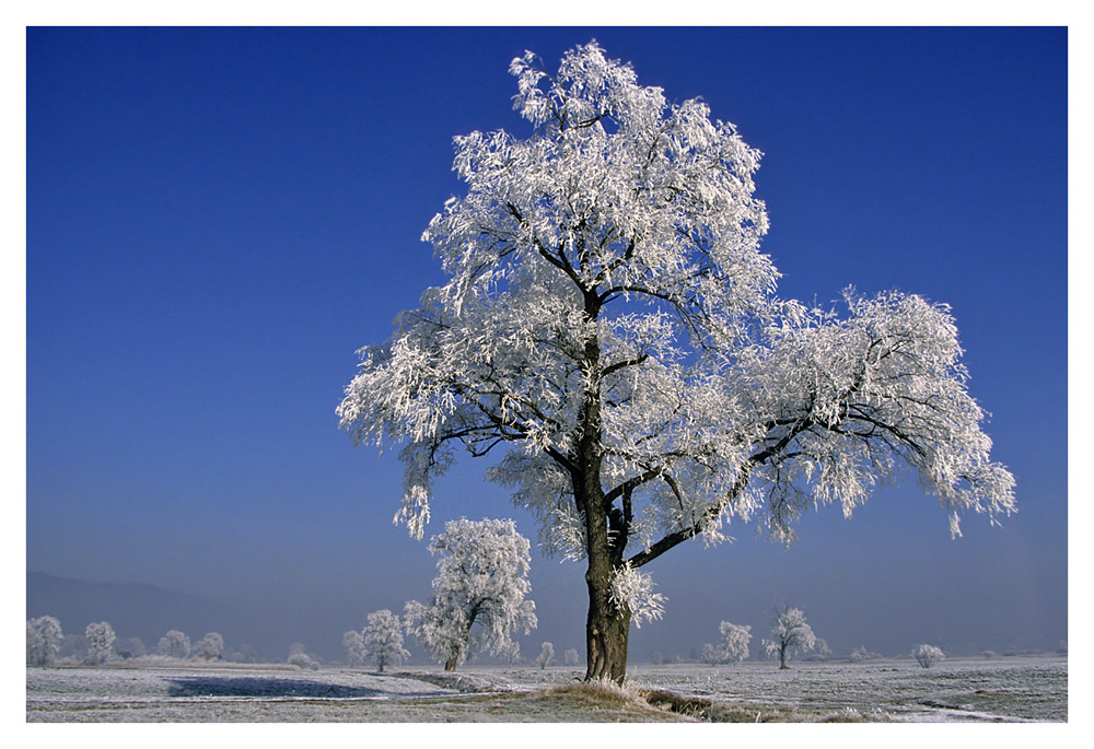 Rietlandschaft in Farbe II