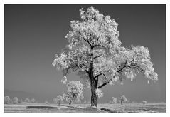 Rietlandschaft in SW II