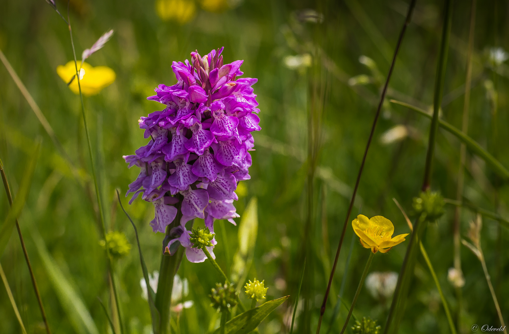 Rietorchis. Dactylorhiza majalis subsp. praetermissa, synoniem: Dactylorhiza praetermissa.